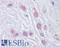 Mad3l antibody, LS-B4291, Lifespan Biosciences, Immunohistochemistry frozen image 