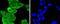 MutL Homolog 1 antibody, A00126, Boster Biological Technology, Immunocytochemistry image 