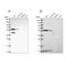 Nucleoporin 50 antibody, NBP2-57627, Novus Biologicals, Western Blot image 