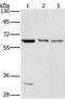 Aladin WD Repeat Nucleoporin antibody, PA5-50308, Invitrogen Antibodies, Western Blot image 