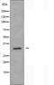 PTTG antibody, orb225632, Biorbyt, Western Blot image 