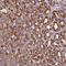 Calcium/calmodulin-dependent protein kinase type 1 antibody, HPA051409, Atlas Antibodies, Immunohistochemistry paraffin image 