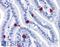 Cathepsin K antibody, 45-366, ProSci, Enzyme Linked Immunosorbent Assay image 