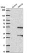 RBMS2 antibody, PA5-58702, Invitrogen Antibodies, Western Blot image 