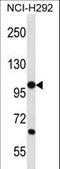 Protocadherin Beta 12 antibody, LS-C163429, Lifespan Biosciences, Western Blot image 