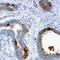 Bone Morphogenetic Protein Receptor Type 2 antibody, AF811, R&D Systems, Immunohistochemistry frozen image 