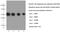 Tubulin beta antibody, 66240-1-Ig, Proteintech Group, Western Blot image 