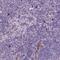 Netrin G2 antibody, HPA071290, Atlas Antibodies, Immunohistochemistry frozen image 