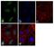 p21 antibody, 33-7000, Invitrogen Antibodies, Immunofluorescence image 