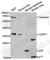 Caspase 7 antibody, A1524, ABclonal Technology, Western Blot image 