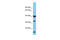 Poly(RC) Binding Protein 1 antibody, 29-367, ProSci, Enzyme Linked Immunosorbent Assay image 