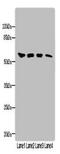 Kelch Like Family Member 23 antibody, orb34945, Biorbyt, Western Blot image 