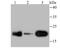 Prostaglandin E Synthase 3 antibody, A04136-3, Boster Biological Technology, Western Blot image 