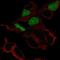 POU Class 3 Homeobox 3 antibody, NBP2-58788, Novus Biologicals, Immunofluorescence image 
