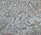 BCL2 antibody, 3335, ProSci, Immunohistochemistry frozen image 