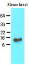 Fatty Acid Binding Protein 4 antibody, LS-C93733, Lifespan Biosciences, Western Blot image 