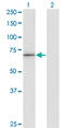 H2.0 Like Homeobox antibody, LS-C197419, Lifespan Biosciences, Western Blot image 