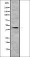 Insulin antibody, orb334979, Biorbyt, Western Blot image 