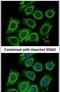 Dynactin Subunit 2 antibody, PA5-30389, Invitrogen Antibodies, Immunofluorescence image 