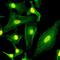H2A Histone Family Member Y antibody, NBP2-61494, Novus Biologicals, Immunofluorescence image 