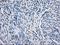 Branched Chain Keto Acid Dehydrogenase Kinase antibody, NBP1-47664, Novus Biologicals, Immunohistochemistry paraffin image 