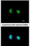 SWI/SNF Related, Matrix Associated, Actin Dependent Regulator Of Chromatin, Subfamily D, Member 1 antibody, PA5-30175, Invitrogen Antibodies, Immunofluorescence image 