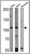 RAS P21 Protein Activator 1 antibody, MA4-001, Invitrogen Antibodies, Western Blot image 