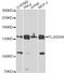 Autophagy And Beclin 1 Regulator 1 antibody, LS-C331248, Lifespan Biosciences, Western Blot image 