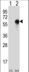 OIT3 antibody, LS-C163949, Lifespan Biosciences, Western Blot image 