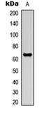 Matrix Metallopeptidase 21 antibody, orb234908, Biorbyt, Western Blot image 