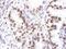 Lysine Demethylase 2A antibody, NB100-74602, Novus Biologicals, Immunohistochemistry frozen image 