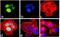 Insulin Receptor Substrate 1 antibody, 710778, Invitrogen Antibodies, Immunofluorescence image 