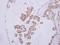 Natriuretic Peptide A antibody, NBP2-14872, Novus Biologicals, Immunohistochemistry frozen image 