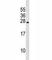 Prolactin antibody, F45031-0.4ML, NSJ Bioreagents, Western Blot image 