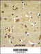GBRD antibody, 63-881, ProSci, Immunohistochemistry paraffin image 