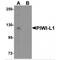 Piwi-like protein 1 antibody, MBS150841, MyBioSource, Western Blot image 