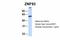 Zinc Finger Protein 93 antibody, A12972, Boster Biological Technology, Western Blot image 