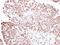 Ring Finger Protein 40 antibody, GTX115295, GeneTex, Immunohistochemistry paraffin image 