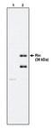 Ras Like Without CAAX 2 antibody, orb108778, Biorbyt, Western Blot image 