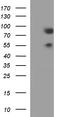 Aryl Hydrocarbon Receptor Nuclear Translocator Like antibody, TA501227S, Origene, Western Blot image 