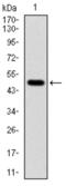 Tubulin Alpha 8 antibody, abx011988, Abbexa, Western Blot image 