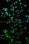 Paired Box 3 antibody, GTX55738, GeneTex, Immunofluorescence image 