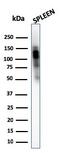 Cyclin Dependent Kinase 11B antibody, AE00279, Aeonian Biotech, Western Blot image 