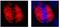 Centromere Protein F antibody, NB500-101, Novus Biologicals, Immunofluorescence image 