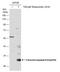 Caspase 9 antibody, GTX132331, GeneTex, Western Blot image 