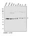 Actin Related Protein 2 antibody, A03898-1, Boster Biological Technology, Western Blot image 