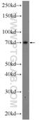 Ankyrin Repeat Domain 13B antibody, 25737-1-AP, Proteintech Group, Enzyme Linked Immunosorbent Assay image 