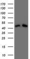 Death Associated Protein 3 antibody, MA5-26553, Invitrogen Antibodies, Western Blot image 