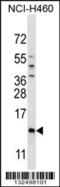 Sperm Mitochondria Associated Cysteine Rich Protein antibody, 56-673, ProSci, Western Blot image 