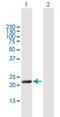 Microfibril Associated Protein 5 antibody, H00008076-B01P, Novus Biologicals, Western Blot image 